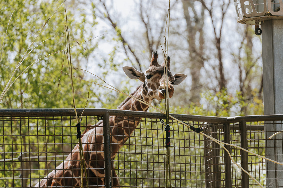 Giraffes Enjoy Sustainable Hemp Bedding