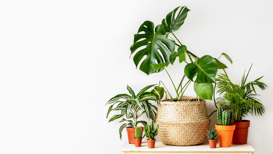 Hemp for Happier and Healthier House Plants