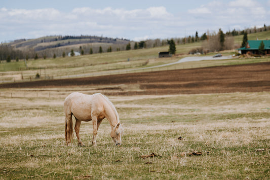 How Hemp is Revolutionizing Animal Bedding