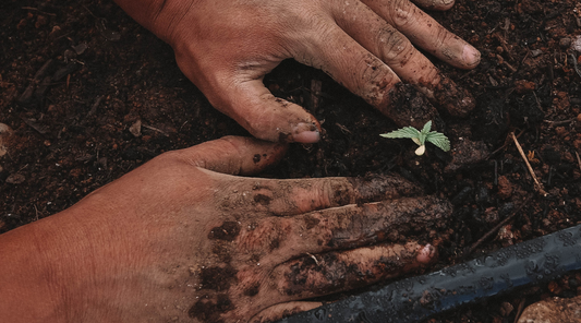 Investing in Our Planet with Hemp