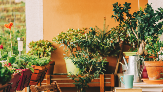 Growing a Green 2023 with Urban Gardening